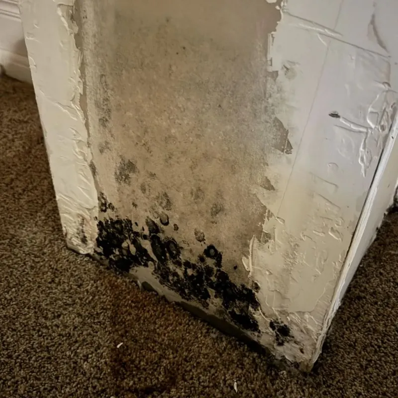 Professional Mold Removal in Muncie, IN